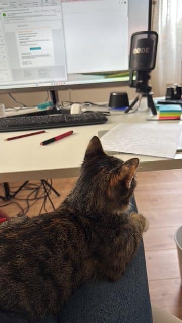 Katze aus dem Tierheim Stadthagen